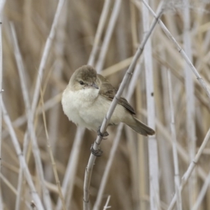 Acrocephalus australis at Lyneham Wetland - 30 Sep 2020