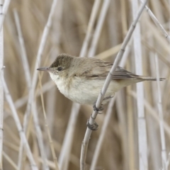 Acrocephalus australis at Lyneham Wetland - 30 Sep 2020