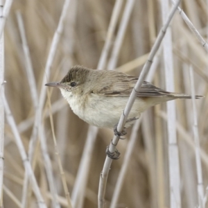 Acrocephalus australis at Lyneham Wetland - 30 Sep 2020