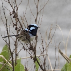 Malurus cyaneus (Superb Fairywren) at Lyneham, ACT - 30 Sep 2020 by AlisonMilton