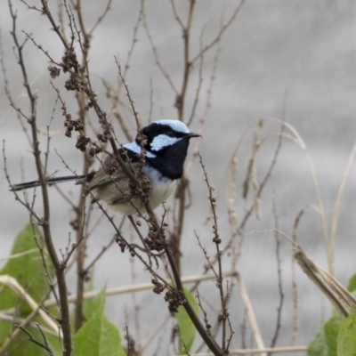 Malurus cyaneus (Superb Fairywren) at Sullivans Creek, Lyneham South - 30 Sep 2020 by AlisonMilton