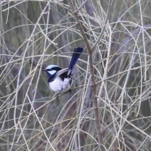 Malurus cyaneus at Lyneham, ACT - 30 Sep 2020