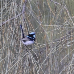 Malurus cyaneus at Lyneham, ACT - 30 Sep 2020