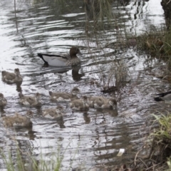 Chenonetta jubata (Australian Wood Duck) at City Renewal Authority Area - 30 Sep 2020 by AlisonMilton