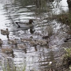 Chenonetta jubata (Australian Wood Duck) at Sullivans Creek, Lyneham South - 30 Sep 2020 by AlisonMilton