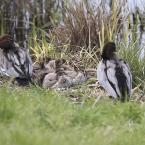 Chenonetta jubata at Lyneham, ACT - 30 Sep 2020 12:28 PM