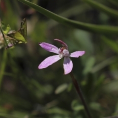 Caladenia fuscata (Dusky Fingers) at The Pinnacle - 2 Oct 2020 by AlisonMilton