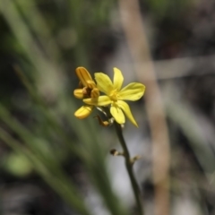 Bulbine bulbosa (Golden Lily) at Holt, ACT - 2 Oct 2020 by AlisonMilton