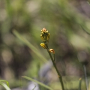 Bulbine bulbosa at Holt, ACT - 2 Oct 2020