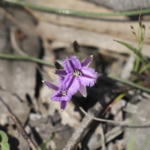 Thysanotus patersonii at Holt, ACT - 2 Oct 2020