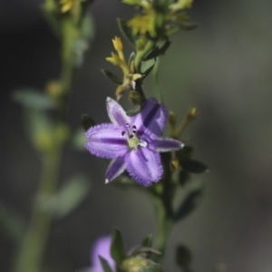 Thysanotus patersonii at Holt, ACT - 2 Oct 2020