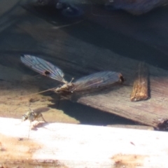 Tipulidae or Limoniidae (family) (Unidentified Crane Fly) at Fyshwick, ACT - 1 Oct 2020 by RodDeb