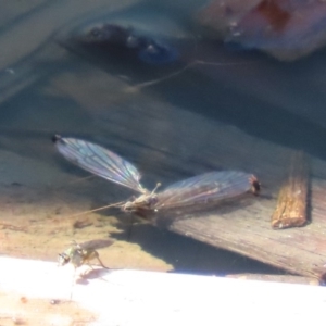 Tipulidae or Limoniidae (family) at Fyshwick, ACT - 1 Oct 2020