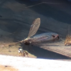 Tipulidae or Limoniidae (family) at Fyshwick, ACT - 1 Oct 2020