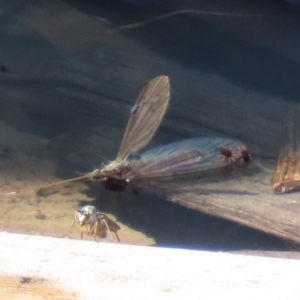 Tipulidae or Limoniidae (family) at Fyshwick, ACT - 1 Oct 2020 12:08 PM