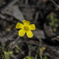 Oxalis sp. (Wood Sorrel) at Holt, ACT - 2 Oct 2020 by AlisonMilton