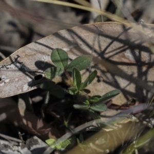 Oxalis sp. at Holt, ACT - 2 Oct 2020