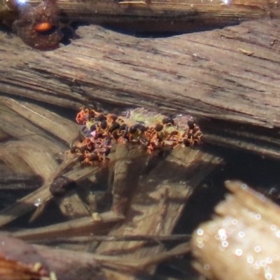 Halotydeus destructor (Redlegged earth mite) at Jerrabomberra Wetlands - 1 Oct 2020 by RodDeb