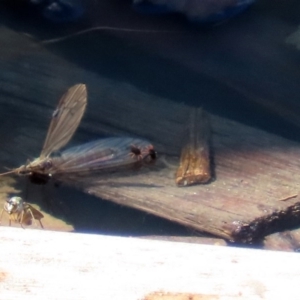 Halotydeus destructor at Fyshwick, ACT - 1 Oct 2020 12:08 PM