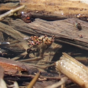 Halotydeus destructor at Fyshwick, ACT - 1 Oct 2020