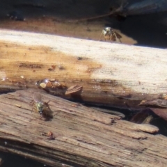 Dolichopodidae (family) (Unidentified Long-legged fly) at Jerrabomberra Wetlands - 1 Oct 2020 by RodDeb