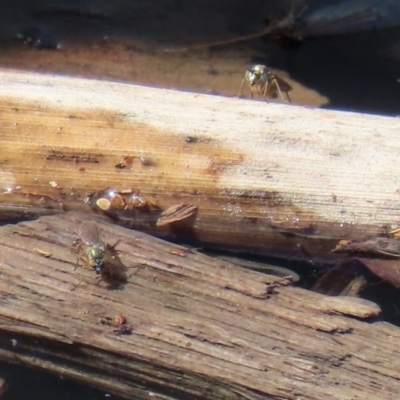 Dolichopodidae (family) (Unidentified Long-legged fly) at Jerrabomberra Wetlands - 1 Oct 2020 by RodDeb