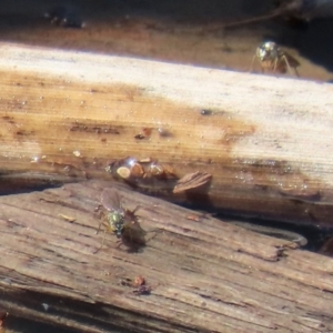 Dolichopodidae (family) at Fyshwick, ACT - 1 Oct 2020