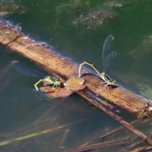 Ischnura aurora at Fyshwick, ACT - 1 Oct 2020 12:43 PM