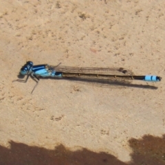 Ischnura heterosticta (Common Bluetail Damselfly) at Fyshwick, ACT - 1 Oct 2020 by RodDeb