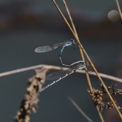 Austrolestes leda (Wandering Ringtail) at Jerrabomberra Wetlands - 1 Oct 2020 by RodDeb