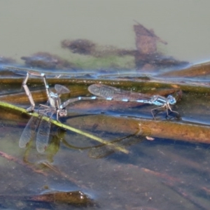 Austrolestes leda at Fyshwick, ACT - 1 Oct 2020 12:15 PM