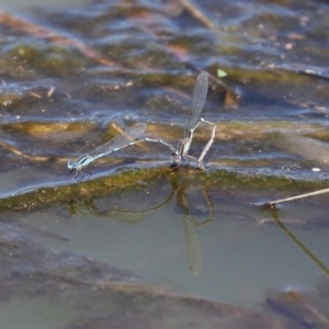 Austrolestes leda at Fyshwick, ACT - 1 Oct 2020 12:15 PM