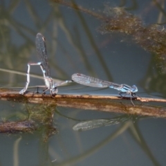 Austrolestes leda at Fyshwick, ACT - 1 Oct 2020