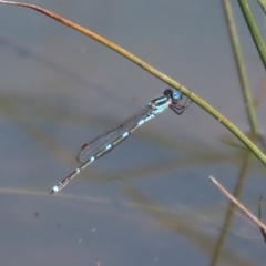 Austrolestes leda at Fyshwick, ACT - 1 Oct 2020 12:15 PM