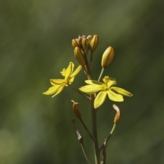 Bulbine bulbosa (Golden Lily, Bulbine Lily) at The Pinnacle - 2 Oct 2020 by AlisonMilton