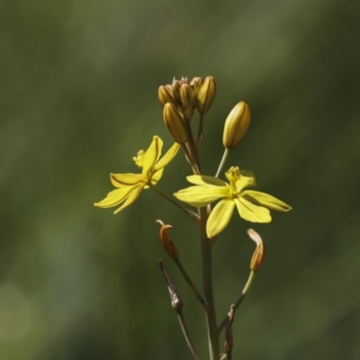 Bulbine bulbosa (Golden Lily) at The Pinnacle - 2 Oct 2020 by AlisonMilton