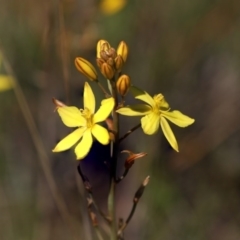 Bulbine bulbosa at Hawker, ACT - 2 Oct 2020 12:45 PM