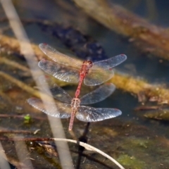 Diplacodes bipunctata (Wandering Percher) at Jerrabomberra Wetlands - 1 Oct 2020 by RodDeb