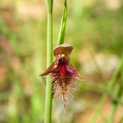 Calochilus robertsonii (Beard Orchid) at Wodonga, VIC - 2 Oct 2020 by Danny J