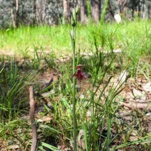 Calochilus robertsonii at Wodonga, VIC - suppressed