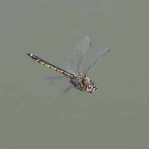 Hemicordulia tau at Fyshwick, ACT - 1 Oct 2020