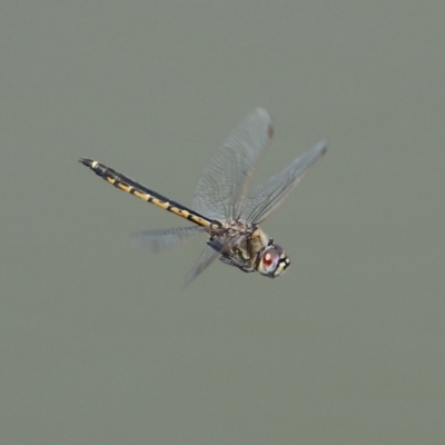 Hemicordulia tau (Tau Emerald) at Jerrabomberra Wetlands - 1 Oct 2020 by RodDeb