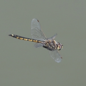 Hemicordulia tau at Fyshwick, ACT - 1 Oct 2020