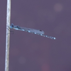 Austrolestes leda (Wandering Ringtail) at Jerrabomberra Wetlands - 1 Oct 2020 by RodDeb