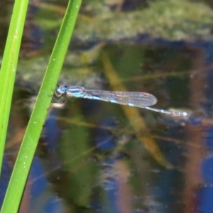 Austrolestes leda at Fyshwick, ACT - 1 Oct 2020