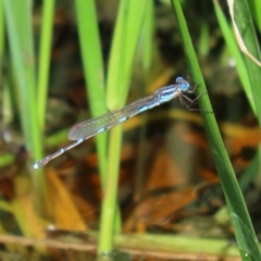 Austrolestes leda at Fyshwick, ACT - 1 Oct 2020