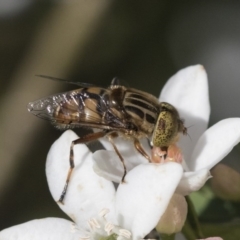 Eristalinus punctulatus (Golden Native Drone Fly) at Higgins, ACT - 28 Sep 2020 by AlisonMilton
