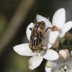 Eristalinus punctulatus at Higgins, ACT - 29 Sep 2020 08:55 AM