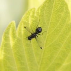 Sepsidae (family) (Ant fly) at Higgins, ACT - 29 Sep 2020 by AlisonMilton