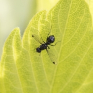 Sepsidae (family) at Higgins, ACT - 29 Sep 2020